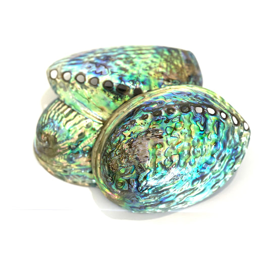 Paua Shells