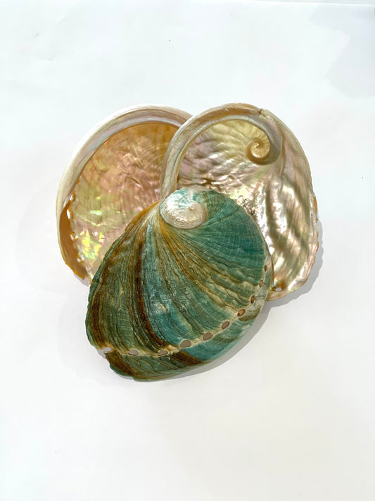 Abalone Shell